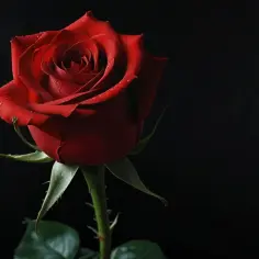 Róża Depeche Mode: Ukryte znaczenie i symbolika w Violator