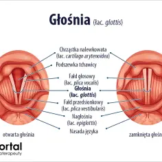 Budowa i wygląd strun głosowych w ludzkiej krtani - poradnik anatomiczny